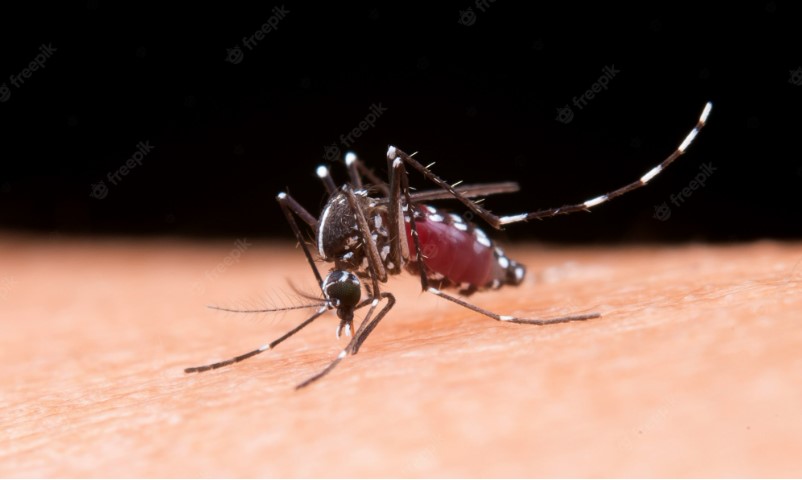 https://www.nepalminute.com/uploads/posts/Bara dengue1663816309.jpg